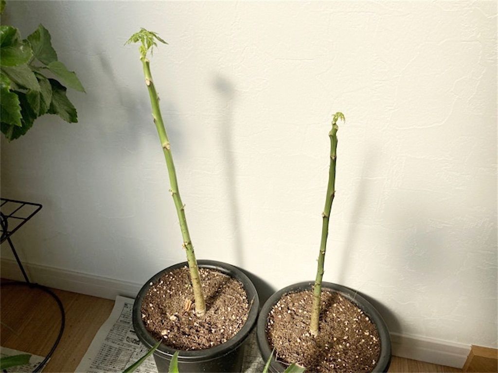 f:id:matundaba79:20201201194601j:image