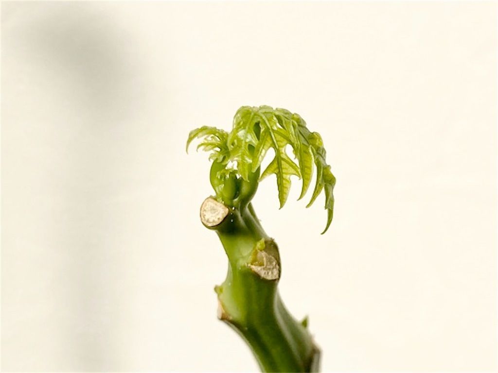 f:id:matundaba79:20201201194613j:image