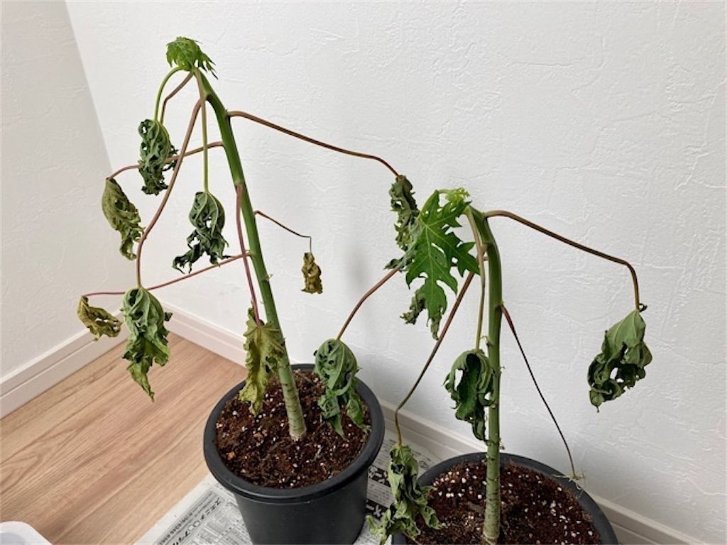 f:id:matundaba79:20201201195004j:image