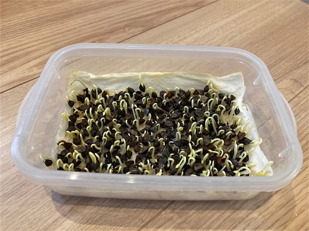 そば ダイソーのそばスプラウトを育ててみました アタマの中は花畑