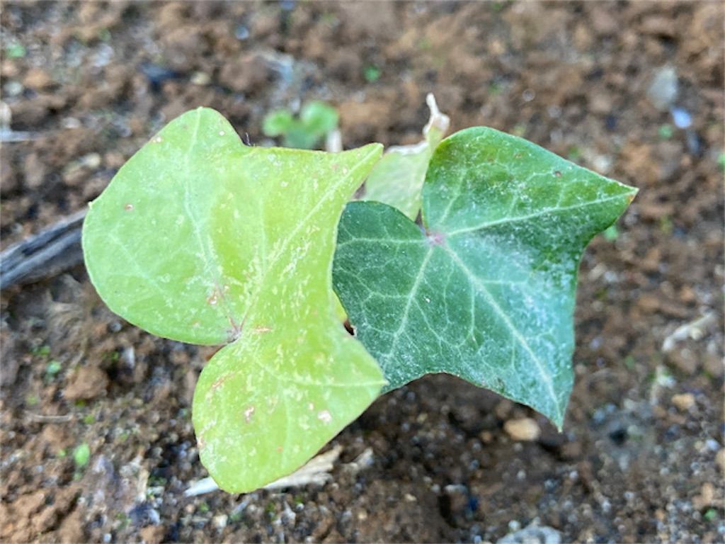 アイビー 驚異の生命力 増やし過ぎにはご用心 アタマの中は花畑