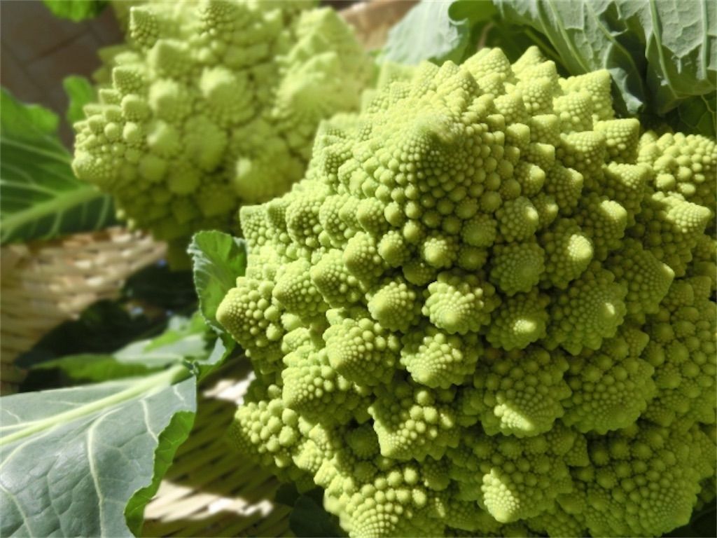 実は同じ野菜だった ブロッコリー カリフラワー ロマネスコの違いについて アタマの中は花畑