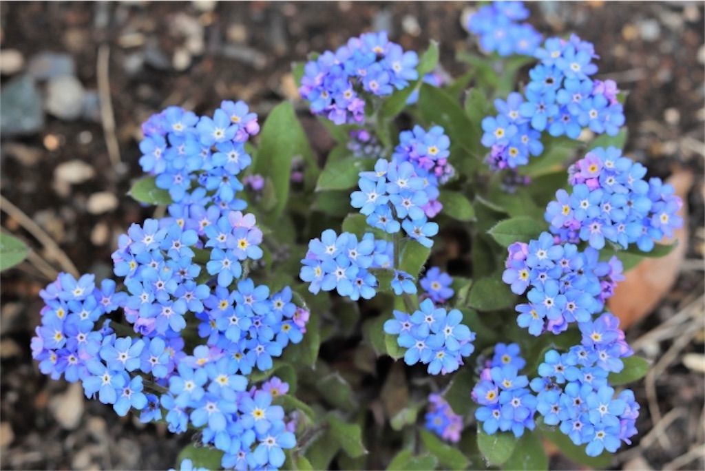 似ているけれど違う花 キュウリグサとワスレナグサの違いは アタマの中は花畑