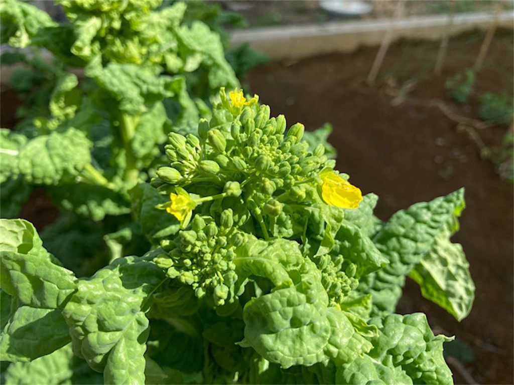 春の味覚 菜の花 は花が咲いても食べられる アタマの中は花畑