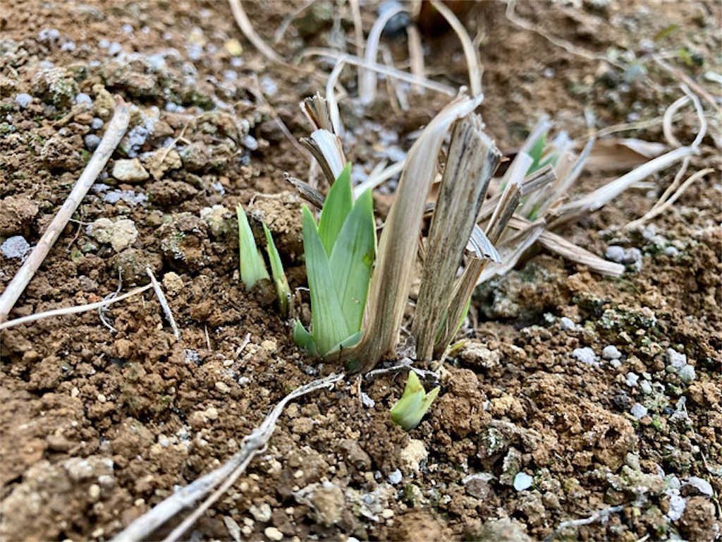 f:id:matundaba79:20210307230452j:image