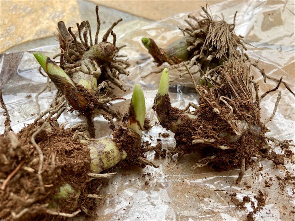 f:id:matundaba79:20210307230519j:image