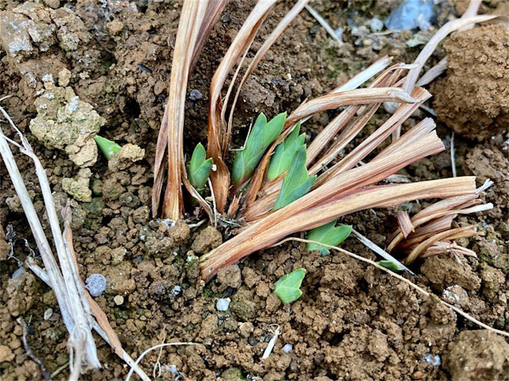 f:id:matundaba79:20210307230524j:image