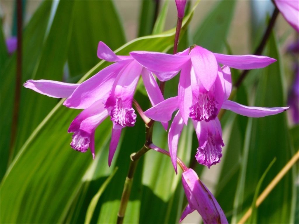 f:id:matundaba79:20210309005743j:image