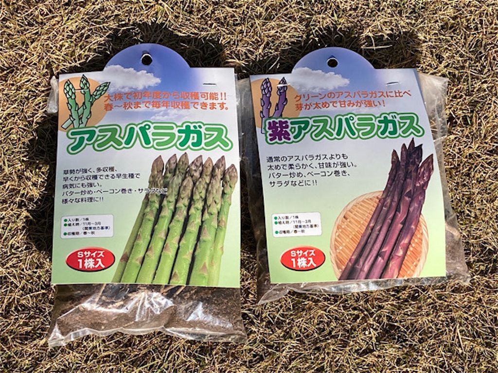 アスパラガス苗　4〜5年株10 株 アスパラガス苗 4〜5年株10 株