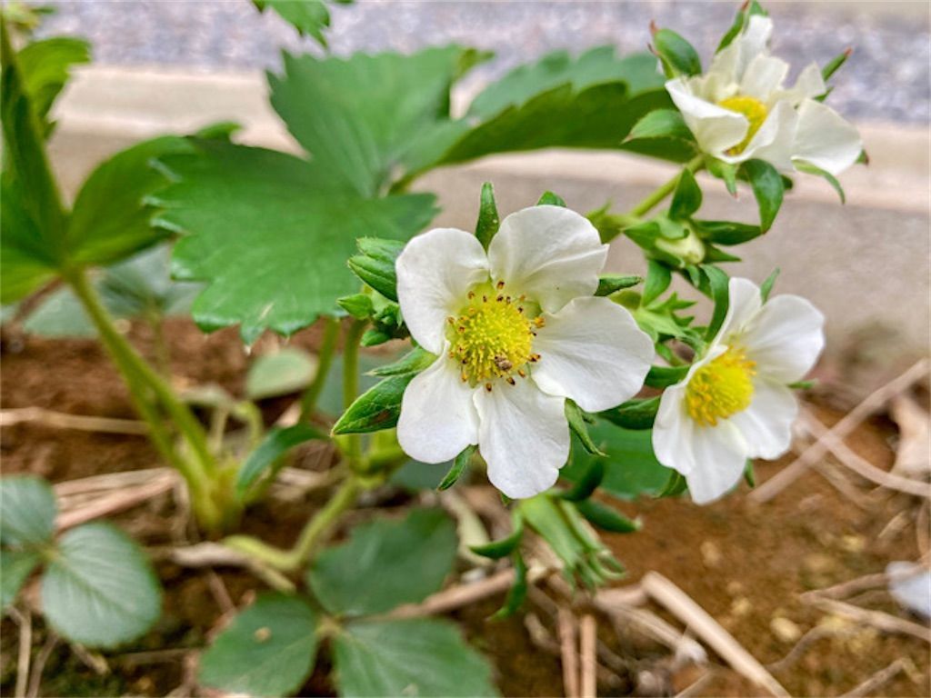 f:id:matundaba79:20210331004834j:image