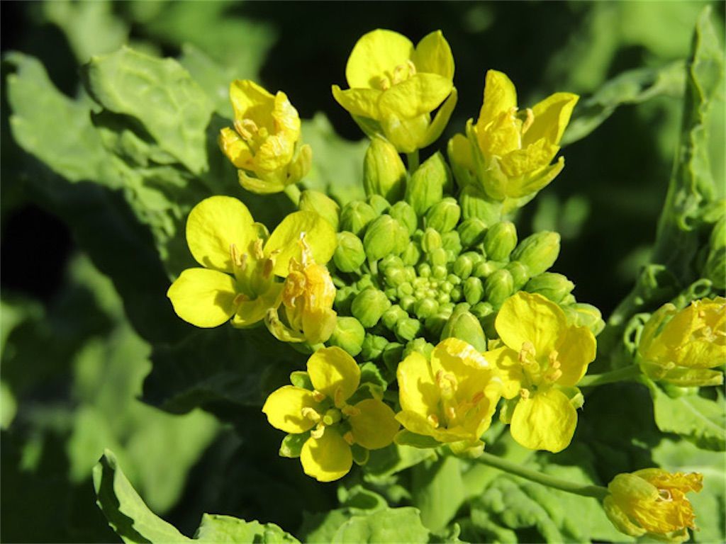 59円 2021年最新海外 葉からし菜 10ml 野菜種 春まき 秋まき 922873 59円 2021年最新海外 葉からし菜 10ml 野菜種 春まき 秋まき 922873