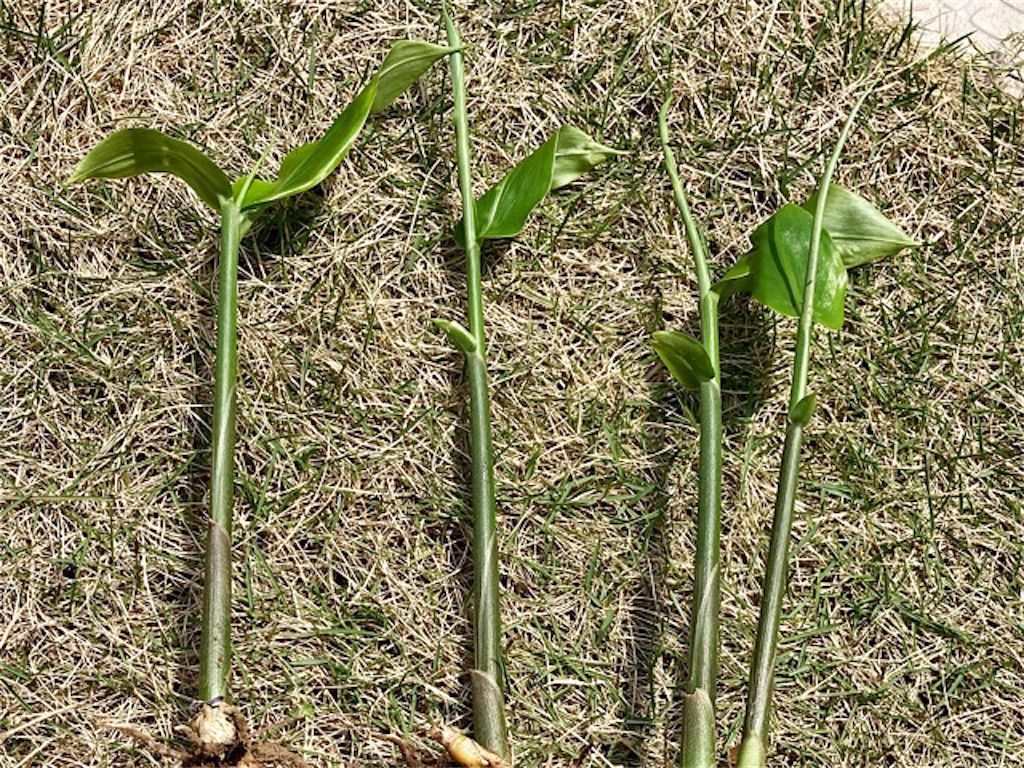 茗荷 花 それとも茎 普段食べているミョウガはどの部分 アタマの中は花畑