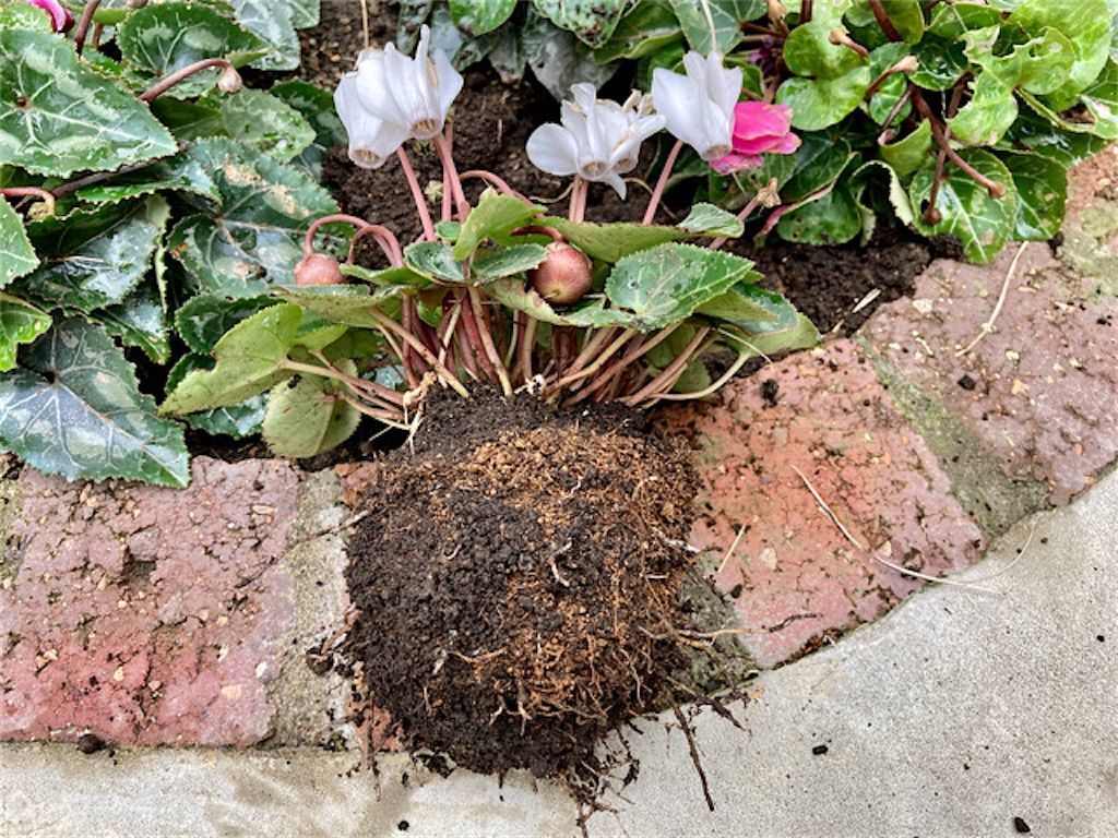 ガーデンシクラメン 夏越しの方法について 植えっぱなしでも毎年開花する アタマの中は花畑