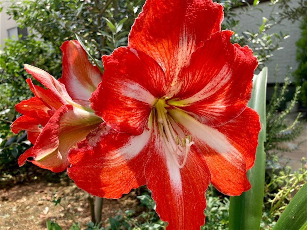 アマリリス 地植えより鉢植えがおすすめ アマリリスの植え付け 栽培について アタマの中は花畑