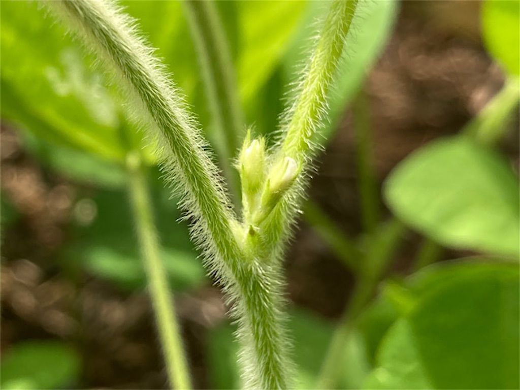 大豆・枝豆】意外と知らない！？大豆(枝豆)の花はどんな色？ - アタマ