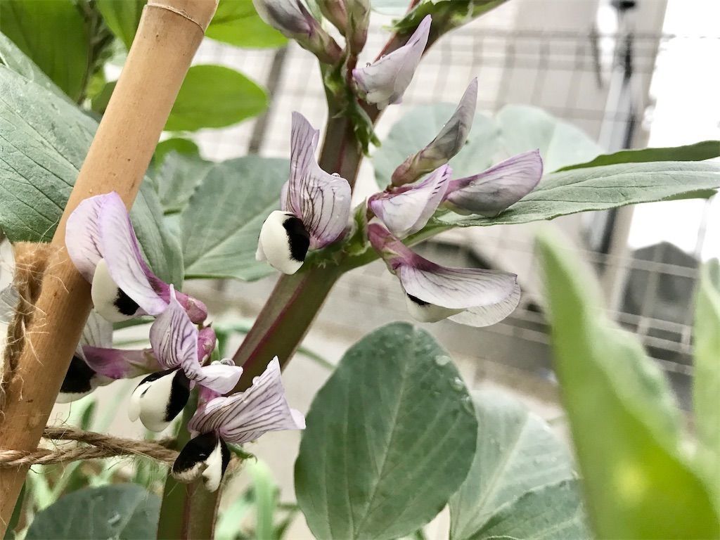大豆 枝豆 意外と知らない 大豆 枝豆 の花はどんな色 アタマの中は花畑