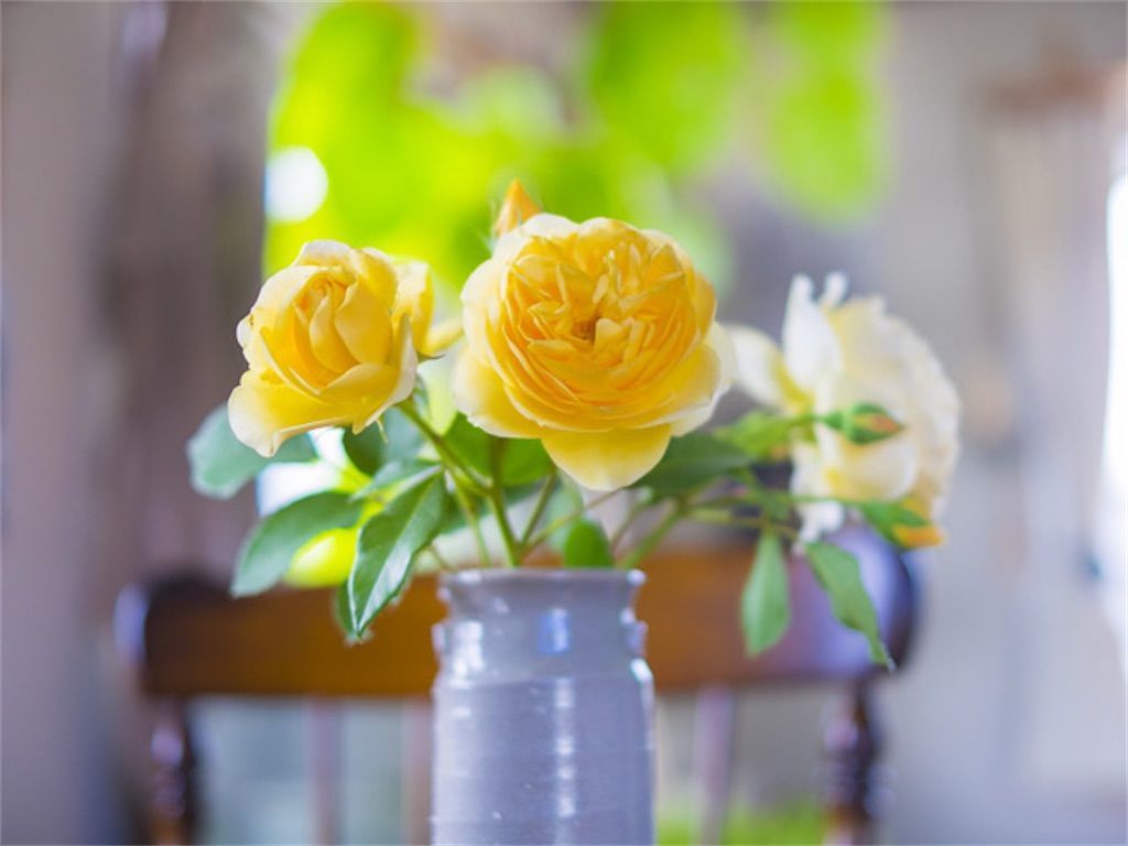 雑談 花瓶に10円玉を入れると花が長持ちするのはなぜ アタマの中は花畑