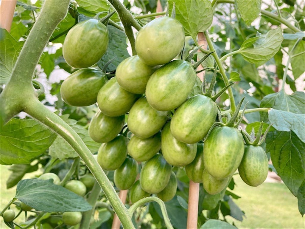 雑談 緑じゃないの 未熟な実を 青い と表現するのはなぜ アタマの中は花畑
