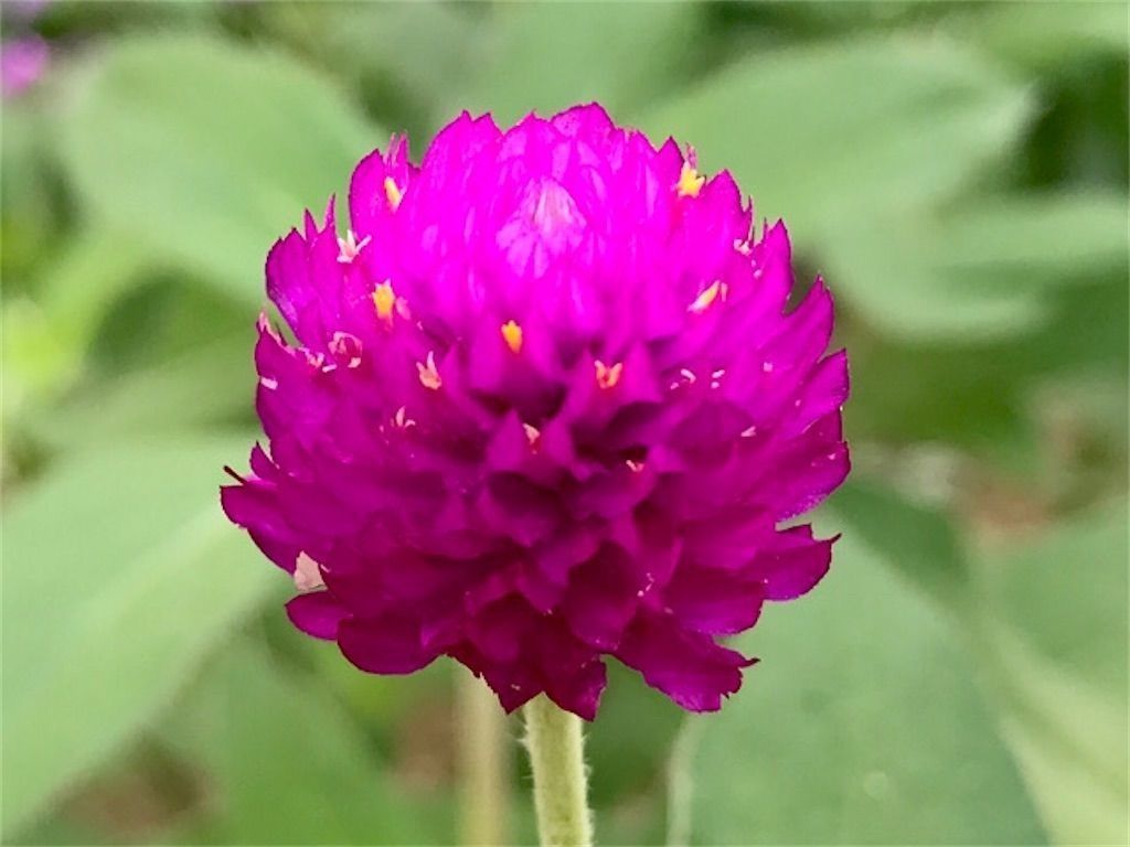 f:id:matundaba79:20210904204150j:image f:id:matundaba79:20210904204150j:image