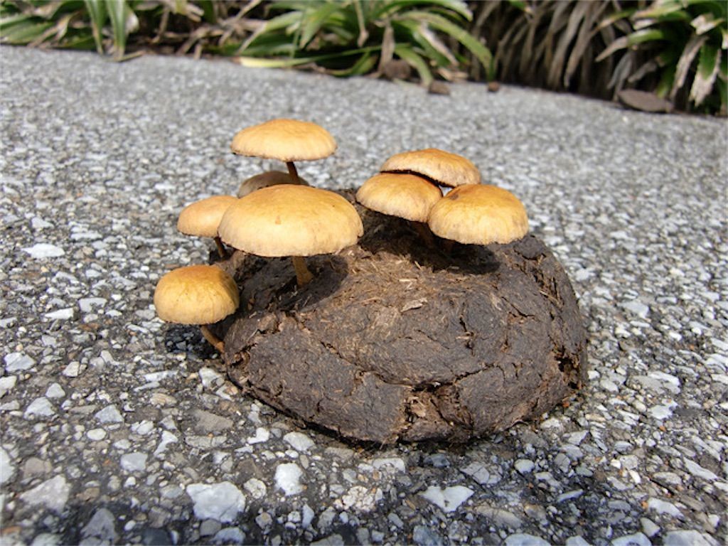 毒キノコ 食べたら笑いが止まらない ワライタケ は本当に実在するの アタマの中は花畑