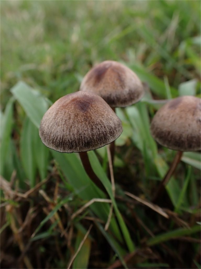 毒キノコ 食べたら笑いが止まらない ワライタケ は本当に実在するの アタマの中は花畑