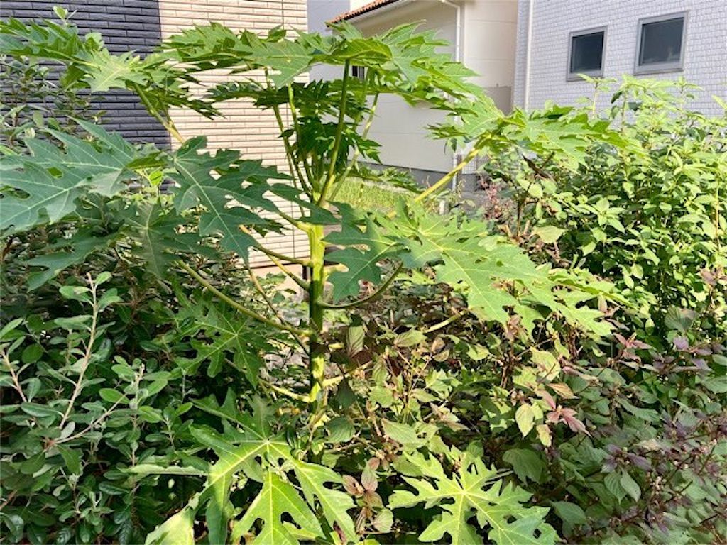 実生パパイヤ18 パパイヤ計画に暗雲が 花が咲かないのはなぜ アタマの中は花畑