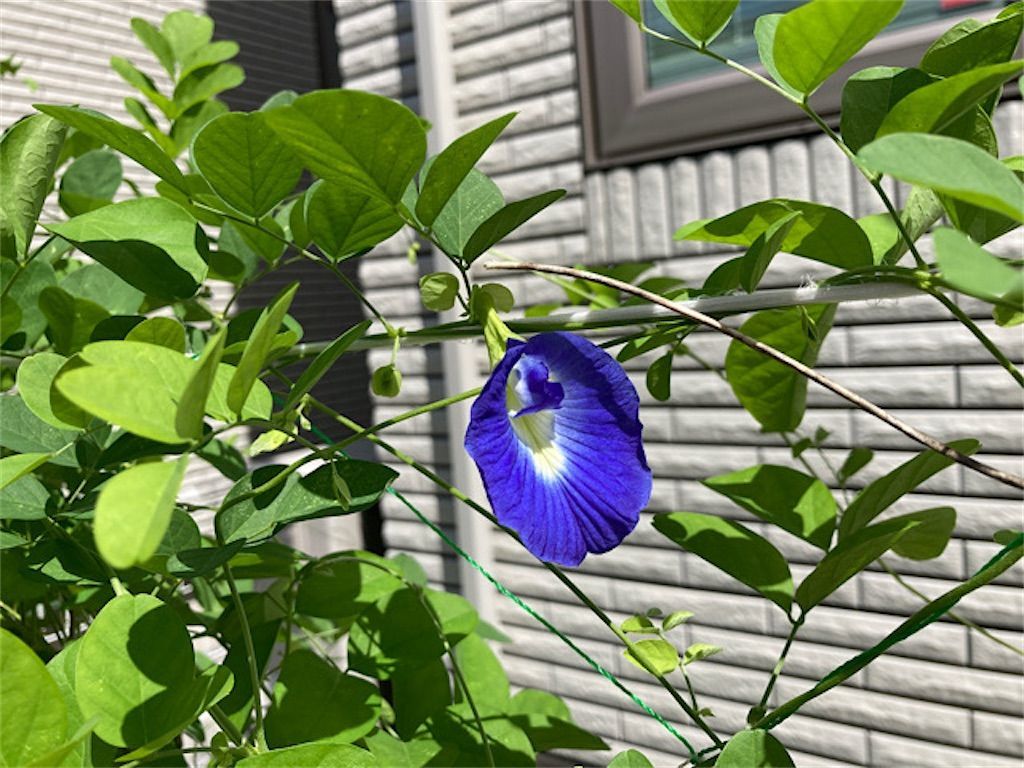 バタフライピー 花だけで本当に青くなる 実際にバタフライピーティーを作ってみました アタマの中は花畑
