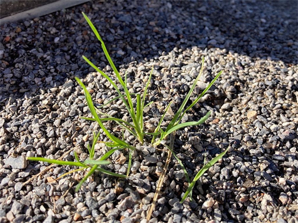 雑草 スズメカタビラの名前の由来は 植物の名前にスズメが付くのはなぜ アタマの中は花畑 雑草 スズメカタビラの名前の由来は 植物の名前にスズメが付くのはなぜ アタマの中は花畑