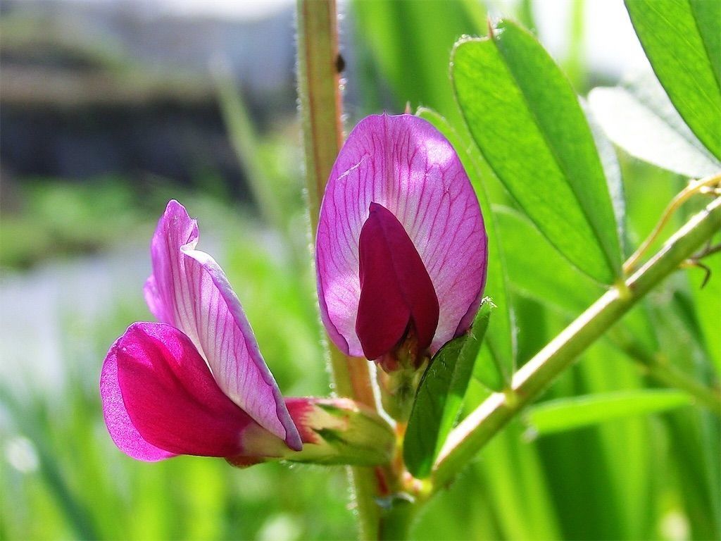 雑草 スズメカタビラの名前の由来は 植物の名前にスズメが付くのはなぜ アタマの中は花畑 雑草 スズメカタビラの名前の由来は 植物の名前にスズメが付くのはなぜ アタマの中は花畑