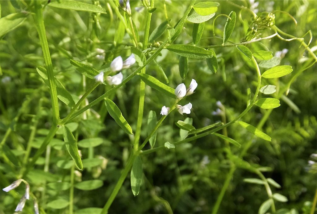 雑草 スズメカタビラの名前の由来は 植物の名前にスズメが付くのはなぜ アタマの中は花畑 雑草 スズメカタビラの名前の由来は 植物の名前にスズメが付くのはなぜ アタマの中は花畑