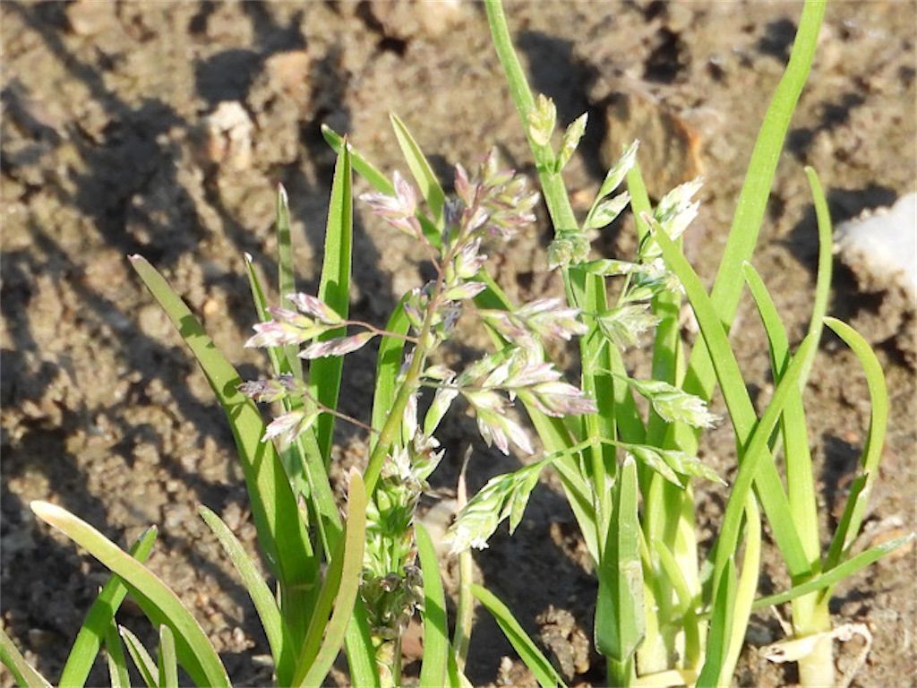 雑草 スズメカタビラの名前の由来は 植物の名前にスズメが付くのはなぜ アタマの中は花畑 雑草 スズメカタビラの名前の由来は 植物の名前にスズメが付くのはなぜ アタマの中は花畑