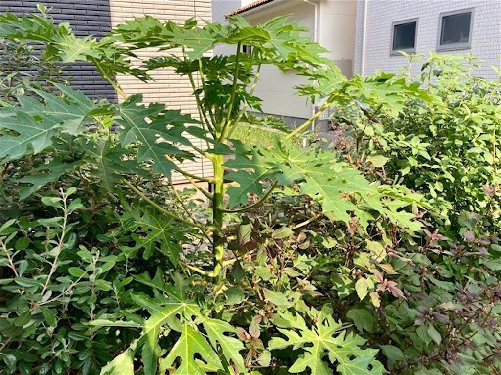 実生パパイヤ19 種まき後1年半で遂に開花 雄花 雌花 両性花の違いとは アタマの中は花畑