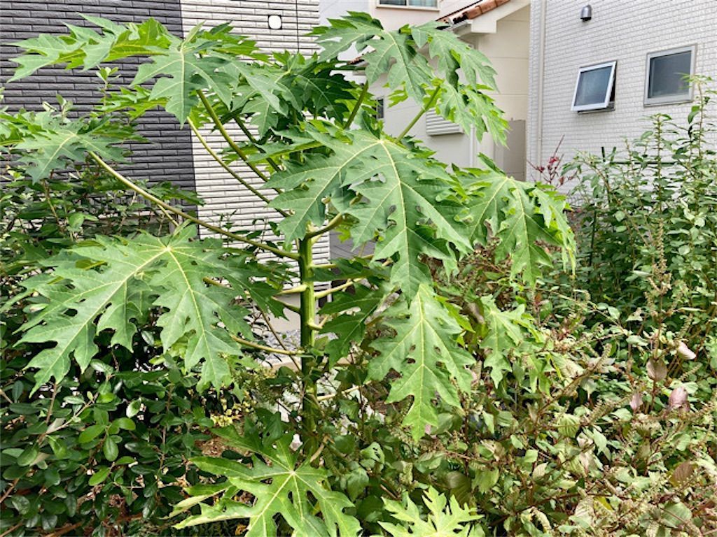 実生パパイヤ19 種まき後1年半で遂に開花 雄花 雌花 両性花の違いとは アタマの中は花畑