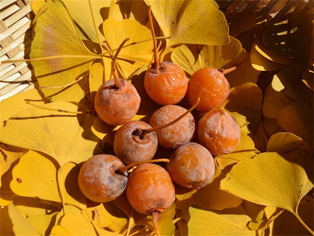 イチョウ 銀杏 ギンナン の実が臭いのはなぜ アタマの中は花畑