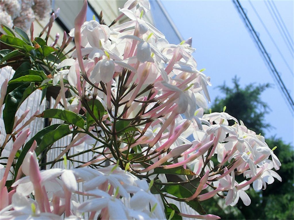 茉莉花茶 ジャスミン茶の原料はあの花なの さまざまなお茶とその原料 特徴について アタマの中は花畑