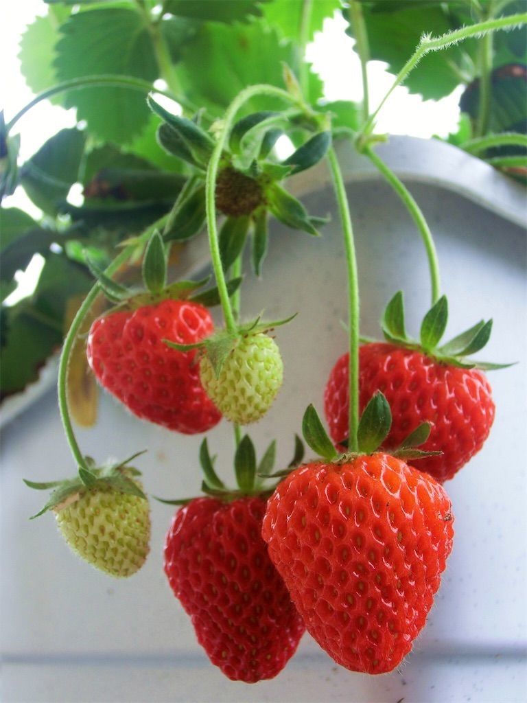 苺 白いちごと赤いちごの違いとは 白いちごの実が白いのはなぜ アタマの中は花畑 苺 白いちごと赤いちごの違いとは 白いちごの実が白いのはなぜ アタマの中は花畑