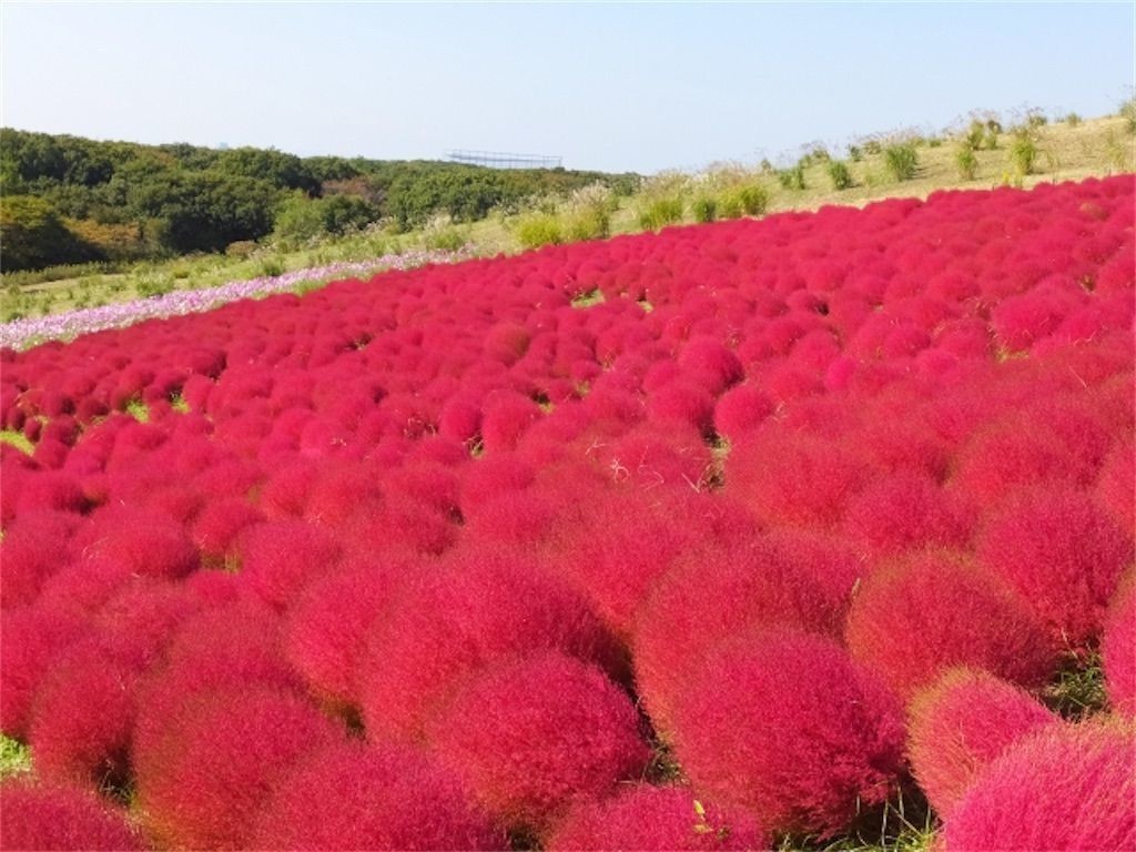 コキア 実は紅葉と同じ 秋になるとコキアが赤くなるのはなぜ アタマの中は花畑