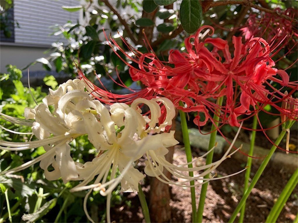彼岸花 ヒガンバナの葉が夏ではなく冬に伸びるのはなぜ アタマの中は花畑