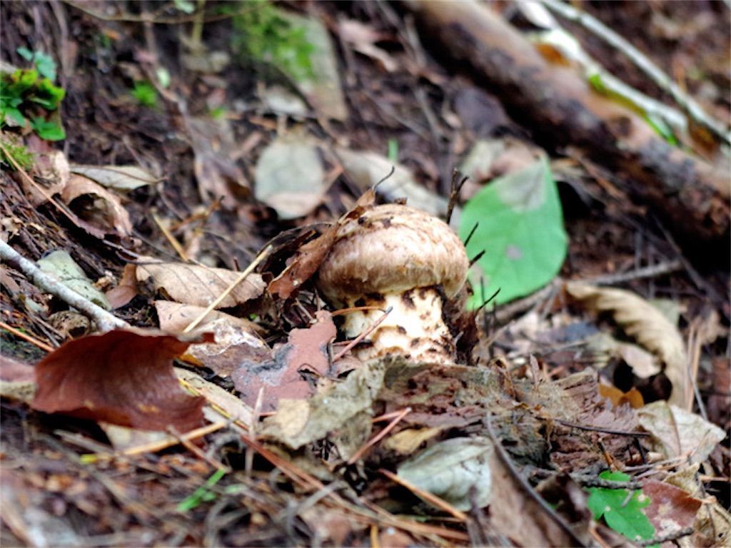 f:id:matundaba79:20211031220717j:image