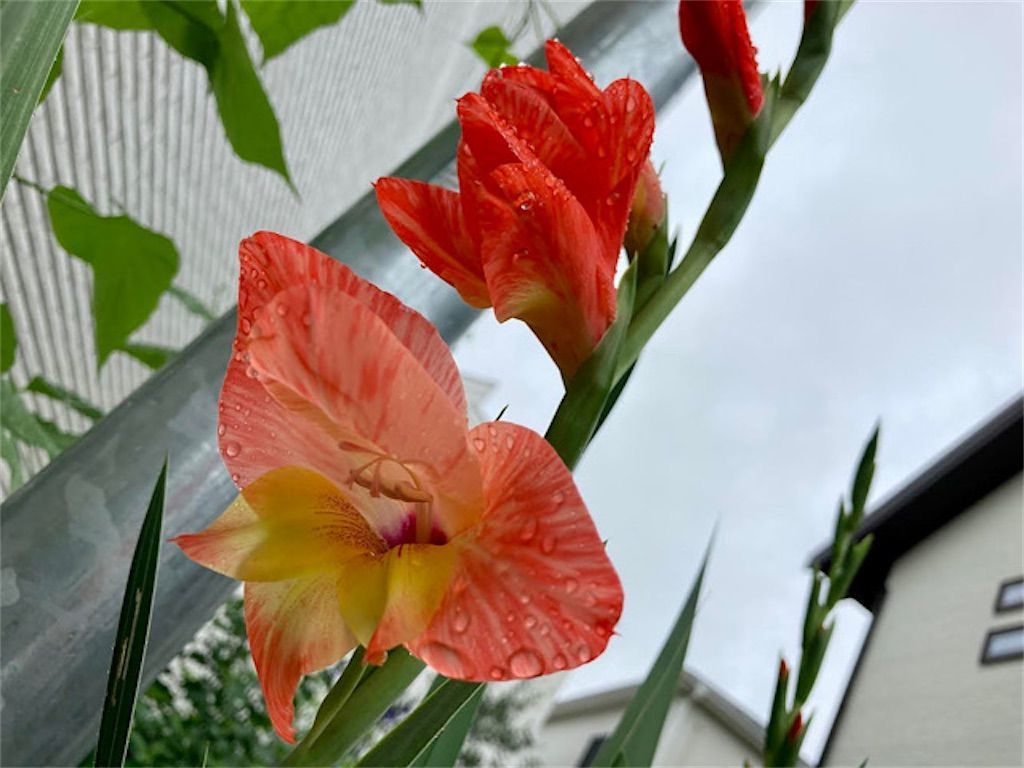 グラジオラス 実生7年目の振り返り 今年も球根を掘り上げました アタマの中は花畑