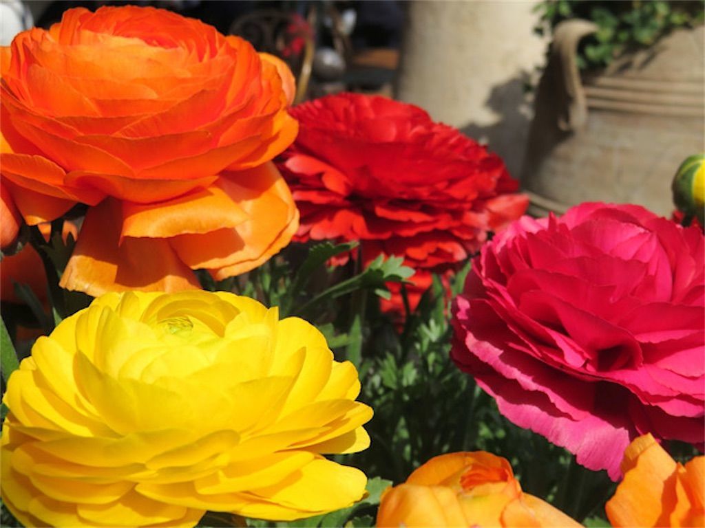 ラナンキュラス 私が最も好きな花 いよいよ花壇で育てることにしました アタマの中は花畑