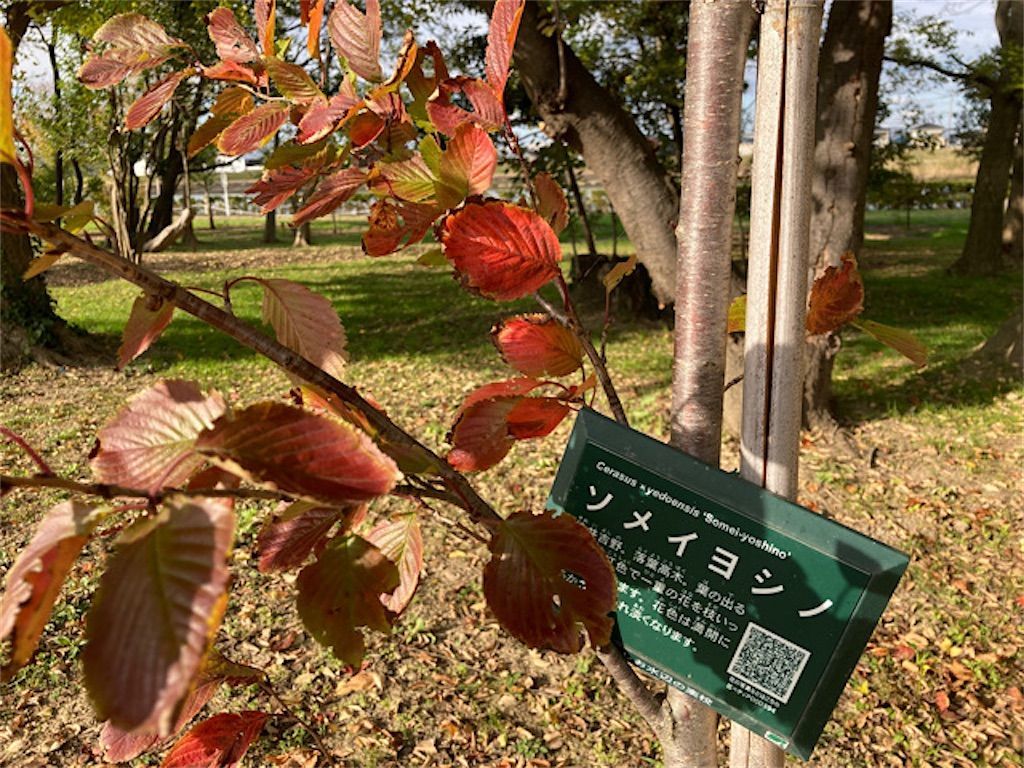 桜紅葉 ソメイヨシノの見頃は春だけではなく秋もだった アタマの中は花畑