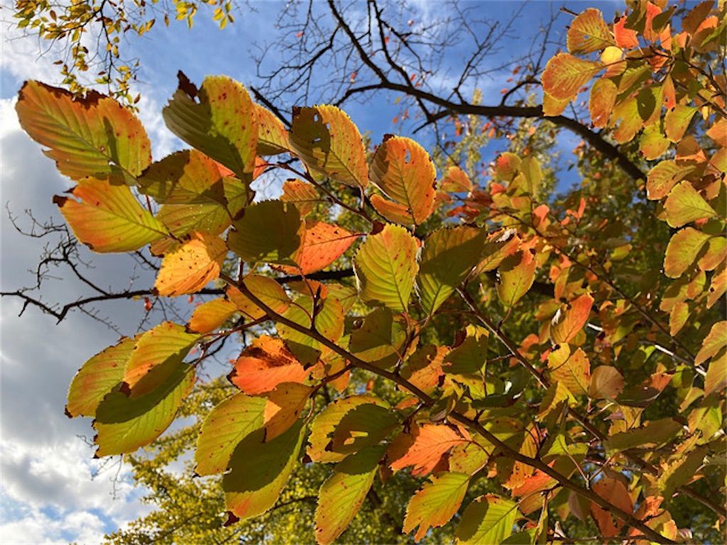 桜紅葉 ソメイヨシノの見頃は春だけではなく秋もだった アタマの中は花畑