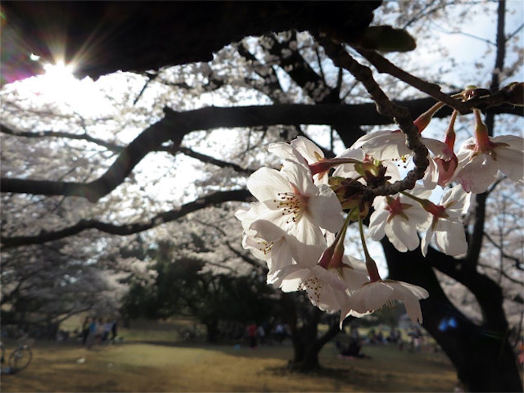 桜紅葉 ソメイヨシノの見頃は春だけではなく秋もだった アタマの中は花畑