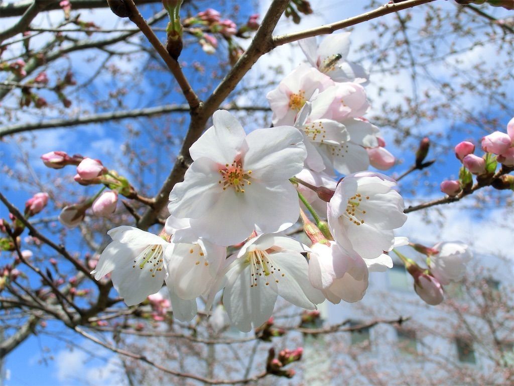 桜紅葉 ソメイヨシノの見頃は春だけではなく秋もだった アタマの中は花畑