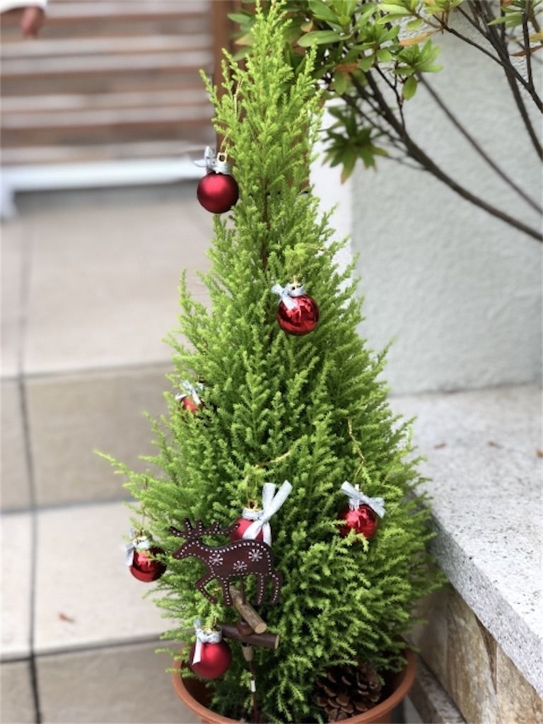 樅】クリスマスツリーにモミの木が選ばれるのはなぜ？ - アタマの中は花畑
