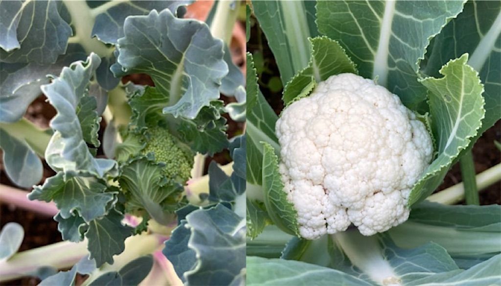 ブロッコリー カリフラワー 収穫まであと少し 食用となるのはどの部分 アタマの中は花畑