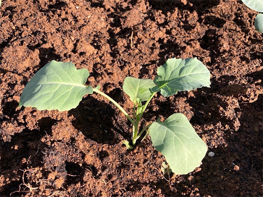 f:id:matundaba79:20211219165402j:image f:id:matundaba79:20211219165402j:image