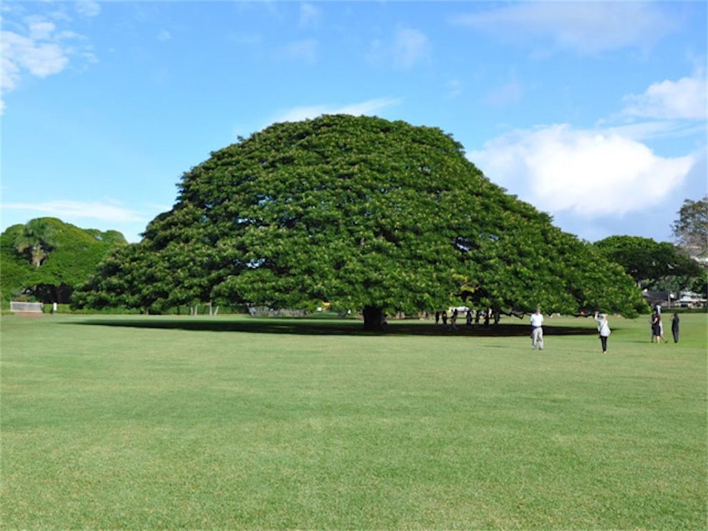 この木なんの木】テレビCMでお馴染みの「日立の樹」の正体は