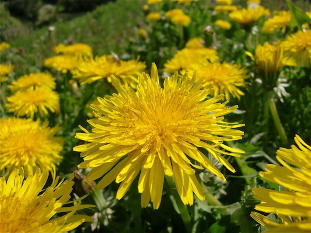 ロゼット 冬に咲くタンポポの花茎が短いのはなぜ アタマの中は花畑